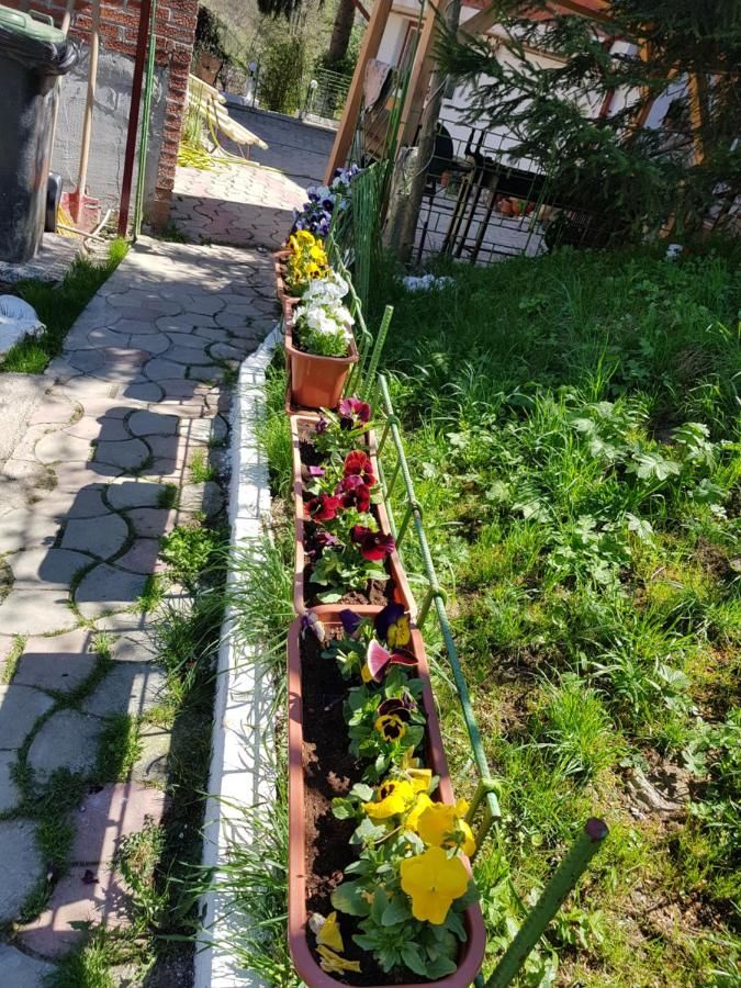 Гостевой дом Pension Bran Ioana Бран-16